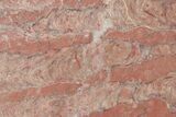 Mesoproterozoic Stromatolite (Parallelophyton) Slab - Russia #286398-1